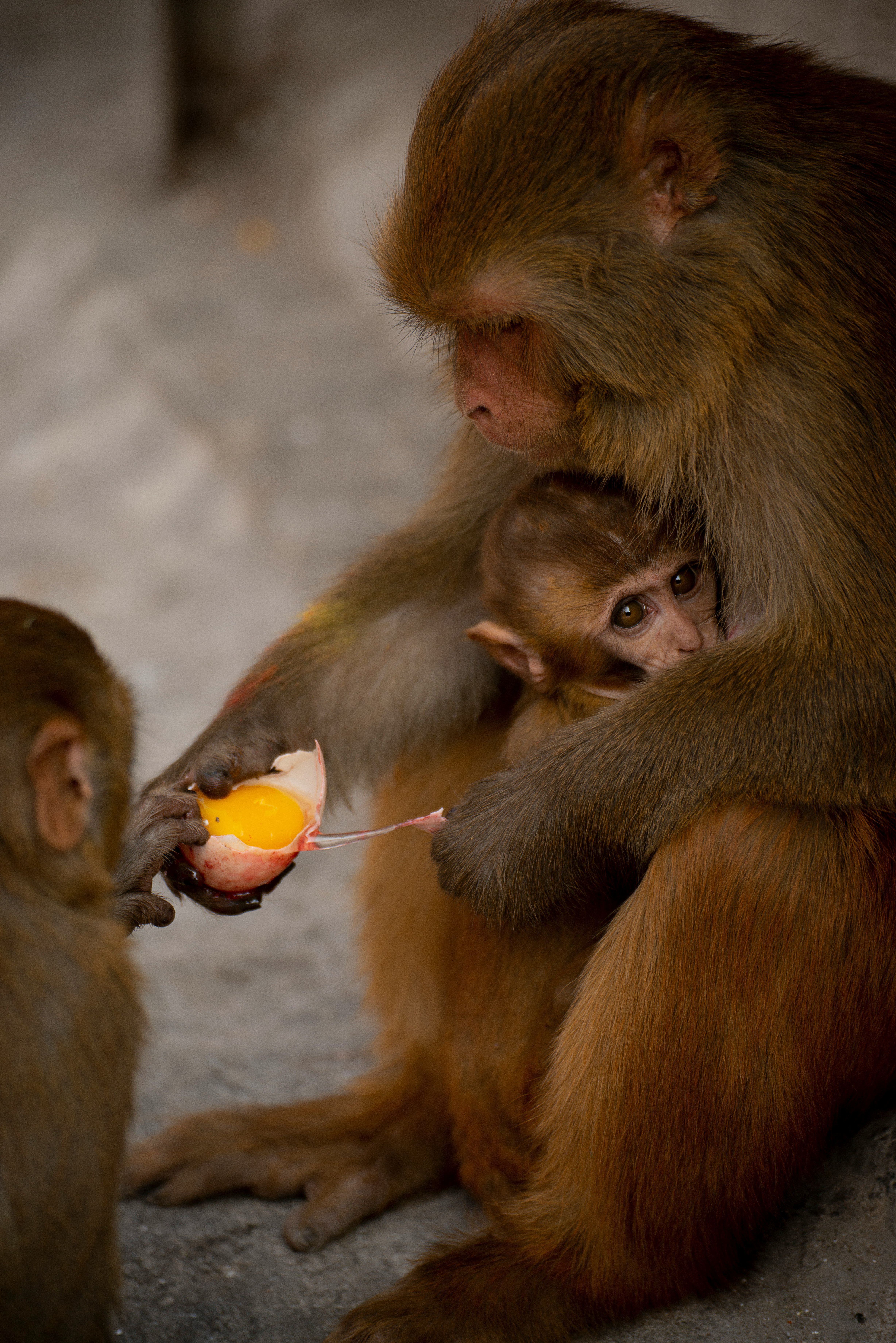 brown macaque monkey